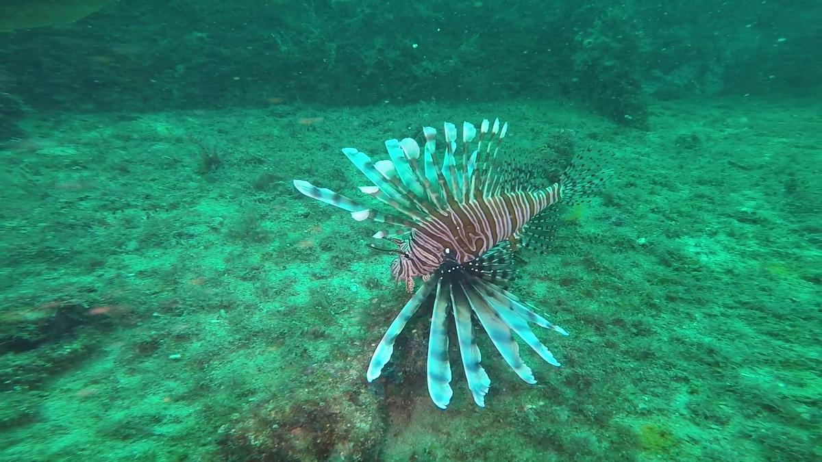 230710_Jupiter-83-LionFish2