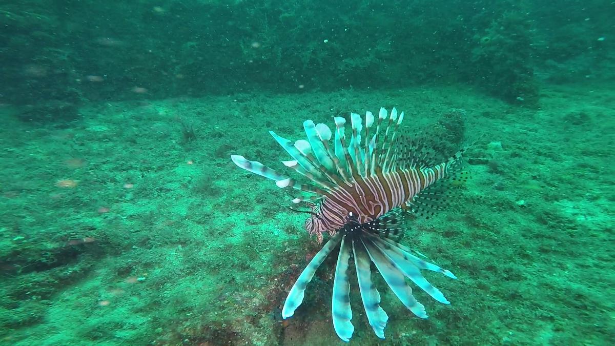 230710_Jupiter-84-LionFish3