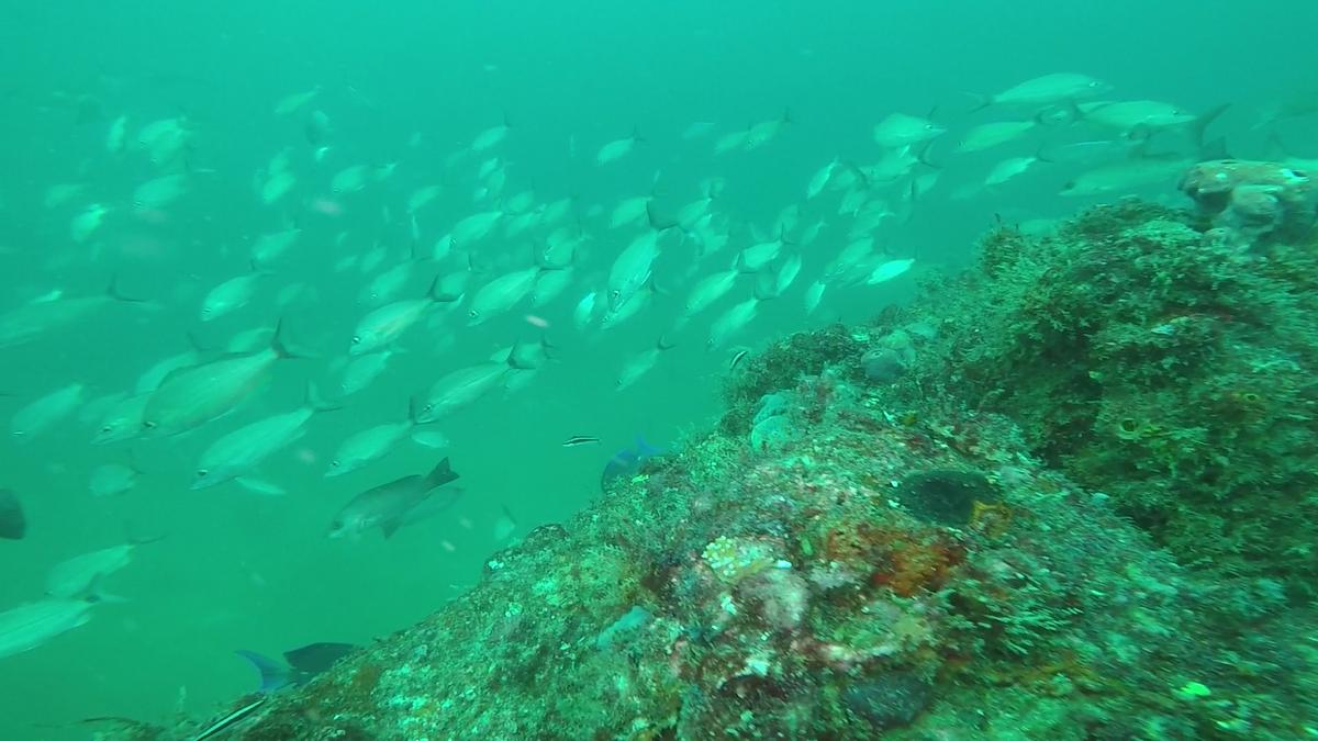 230710_Jupiter-86-BaitFish-Mangroves1