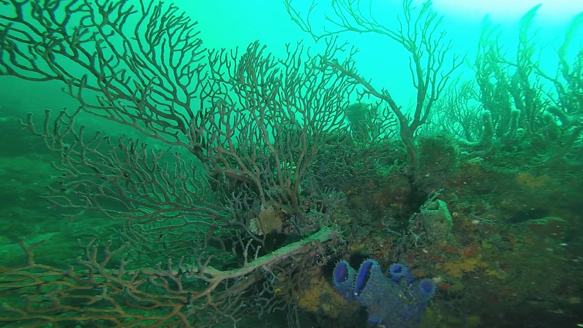 230710_Jupiter-91-Reef-Tree1