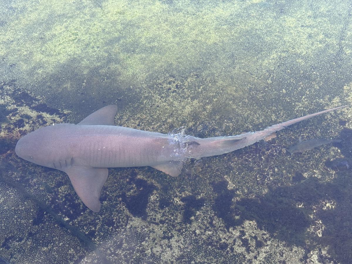 IMG_3600--Oceanarium-Nurse_Shark