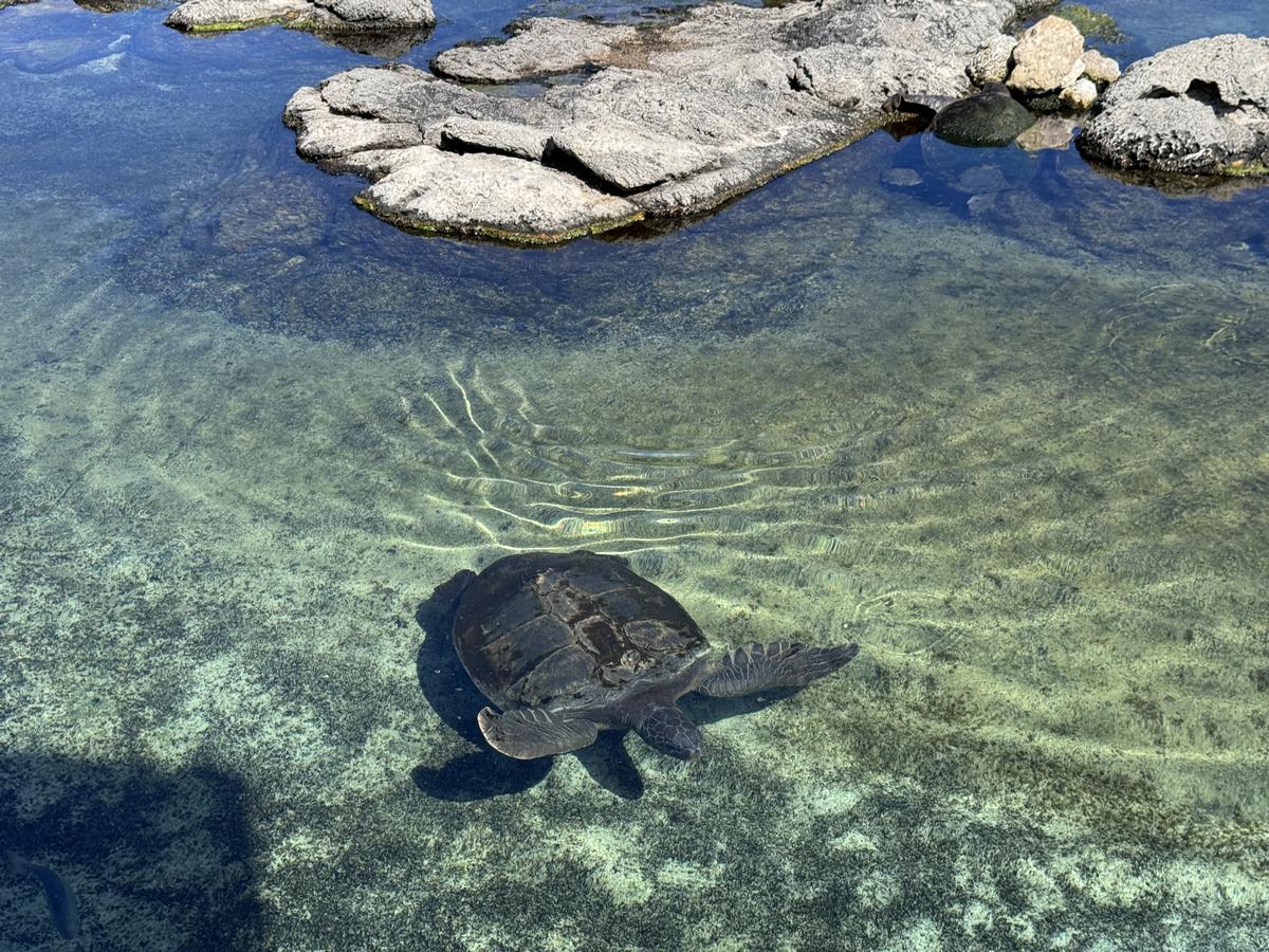 IMG_3670-Oceanarium-Turtle