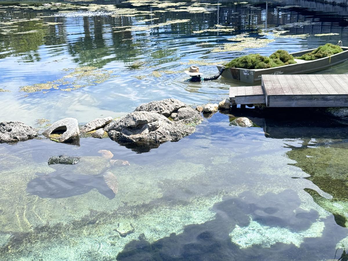 IMG_3676-Oceanarium-Turtle-Algae_Boat