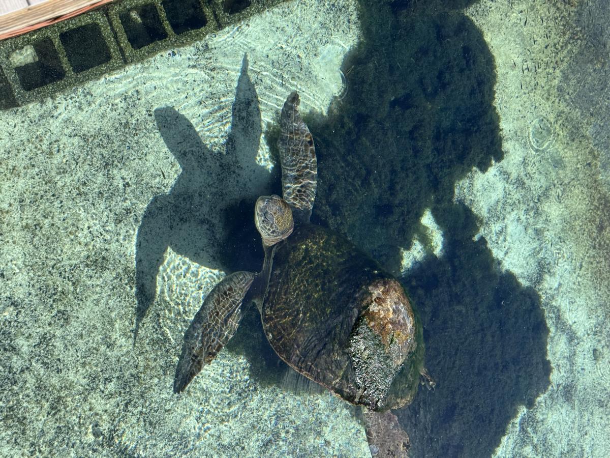 IMG_3684-Oceanarium-Turtle