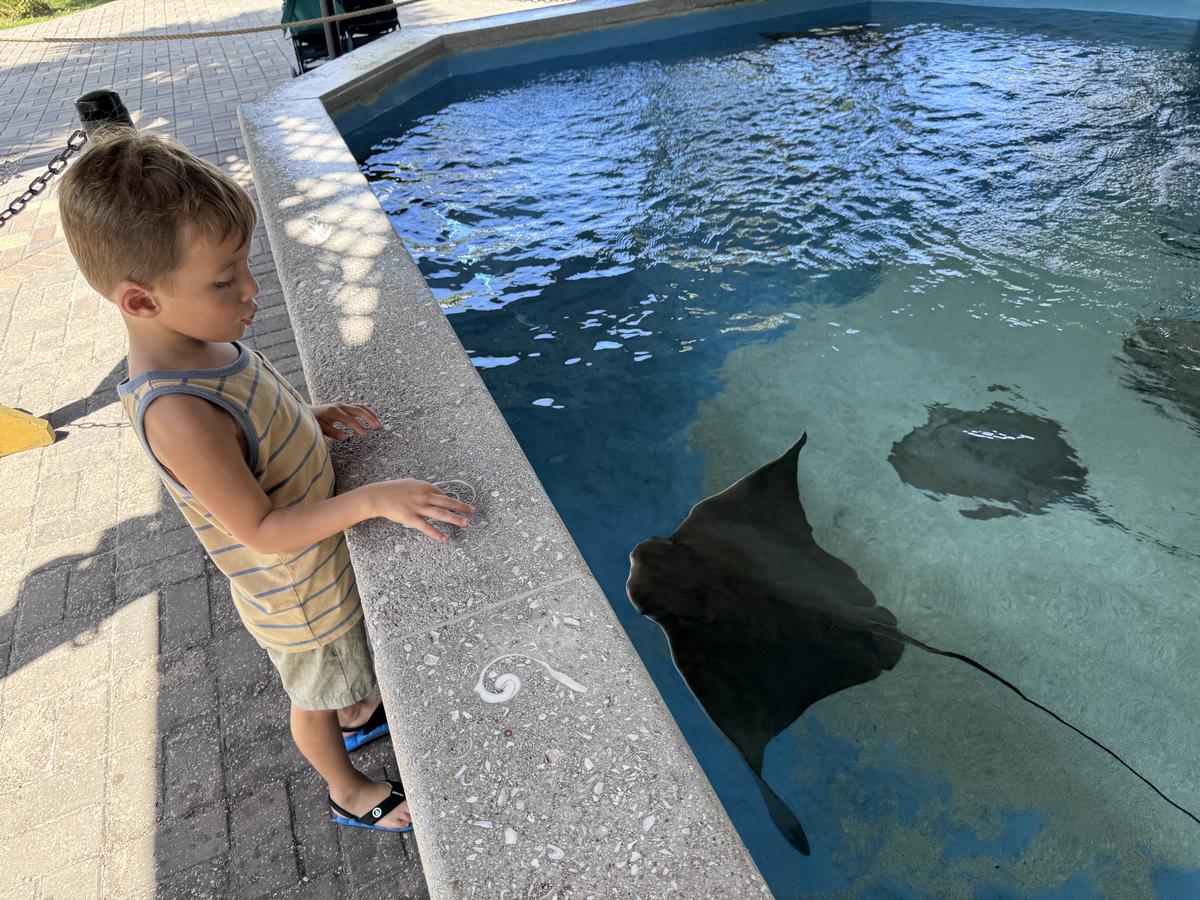 IMG_3725-Oceanarium-Jack-Stingray