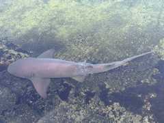 IMG_3600--Oceanarium-Nurse_Shark