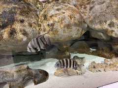 IMG_3638-Oceanarium-Spade-Sheepshead