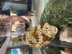 IMG_3639-Oceanarium-Puffer-Pam