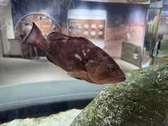 IMG_3643-Oceanarium-Red_Grouper-1