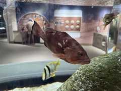 IMG_3644-Oceanarium-Red_Grouper-2