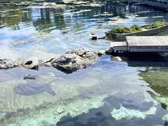 IMG_3676-Oceanarium-Turtle-Algae_Boat