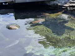 IMG_3680-Oceanarium-Turtles