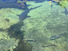 IMG_3704-Oceanarium