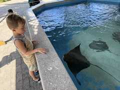 IMG_3725-Oceanarium-Jack-Stingray