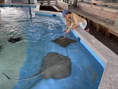 IMG_3728-Oceanarium-Laura-Rory-StingRays