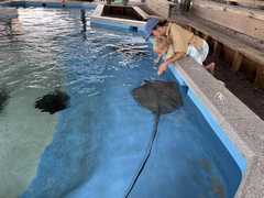 IMG_3730-Oceanarium-Laura-Rory-StingRay