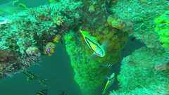 240614_MP154-SpotFin_Butterfly2