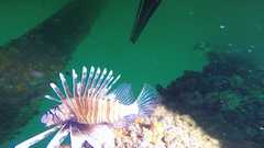 240614_Sanna-LionFish1