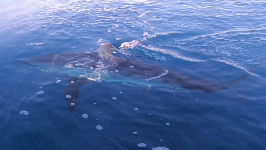 241026-Omar-JJ-Shark_Sighting2b