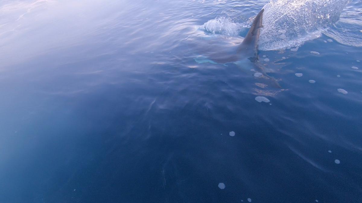241026-Omar-JJ-Shark_Sighting3