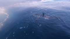 241026-Omar-JJ-Shark_Sighting1