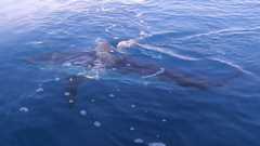241026-Omar-JJ-Shark_Sighting2b