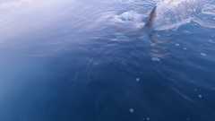 241026-Omar-JJ-Shark_Sighting3