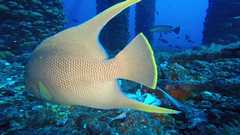 241026_MP281_175-Horizontal-10-Angel-Snapper