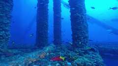 241026_MP281_Cuban_Hog