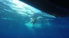 241026_MP281_Matt-Swimming-Snapper