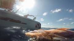 241026_MP281_Surface-Mangrove-Boat-1