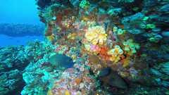 241026_MP283_60-Horiz-10-Damsel-Grouper