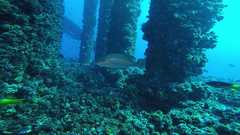 241026_MP283_60-Horiz-3-Mangrove