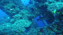 241026_MP283_60-Horiz-5-Mangrove
