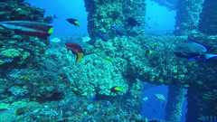 241026_MP283_60-Horiz-7-Cuban-Tang