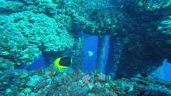 241026_MP283_60-Horiz-8-Rock_Beauty