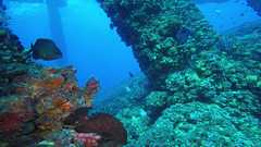 241026_MP283_60-Horiz-9-Damsel-Grouper
