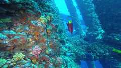 241026_MP283_Cuban_Hog-Sargent_Majors-Blue_Tangs