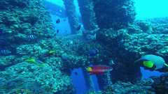 241026_MP283_Cuban_Hog-Sargent_Majors-Blue_Tangs2