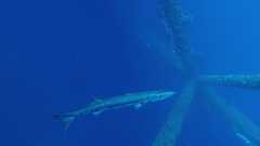 241026_MP283_Cuda