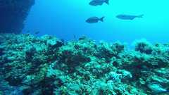 241026_MP283_Rig_Leg_Grouper1