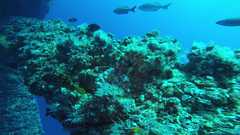 241026_MP283_Rig_Leg_Grouper2