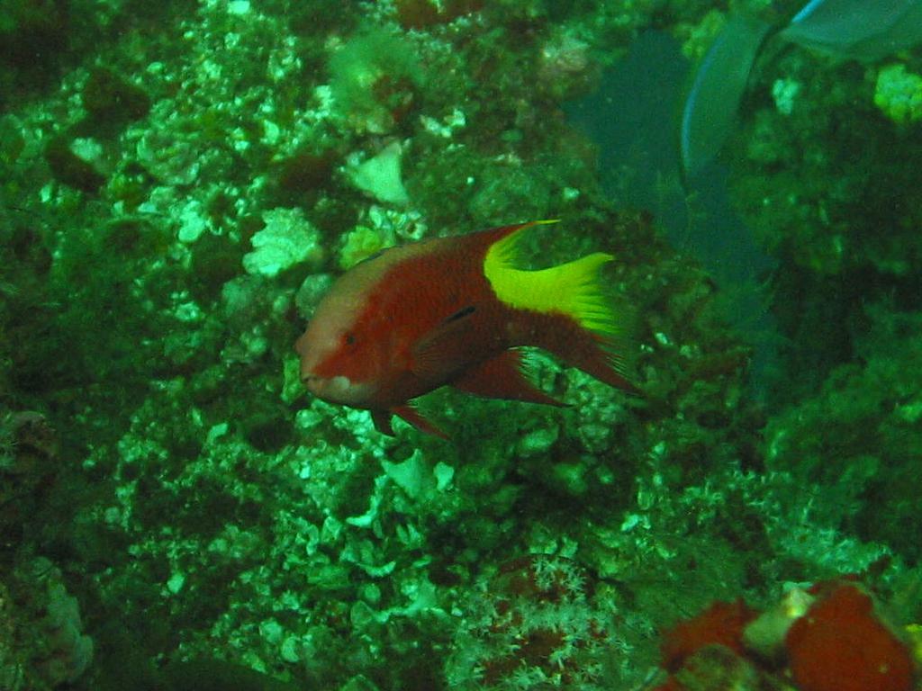 HogFish