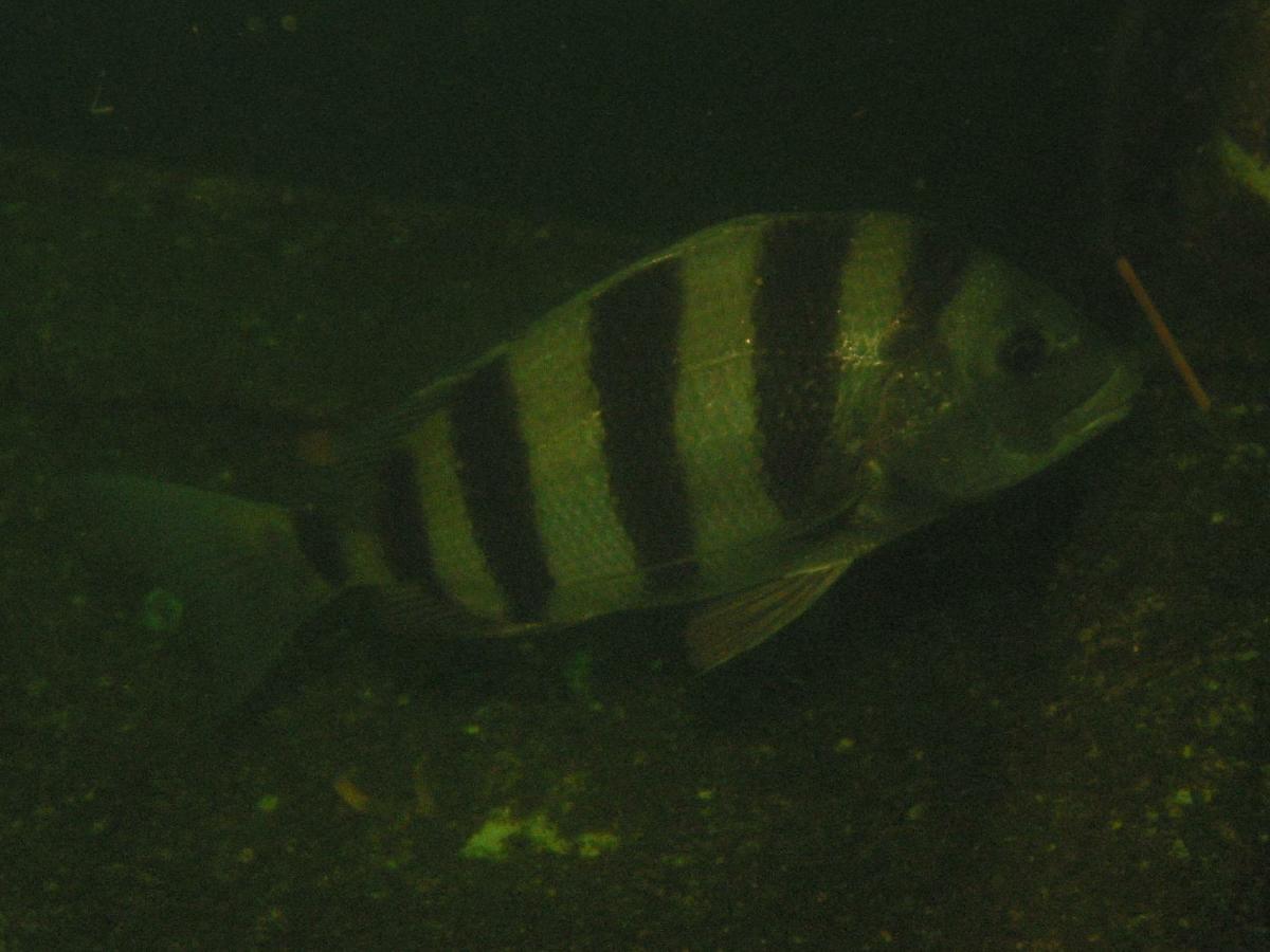 Sheepshead_3929