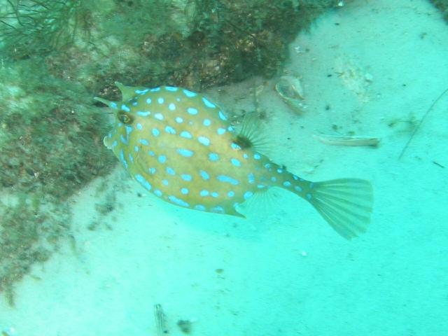 CowFish