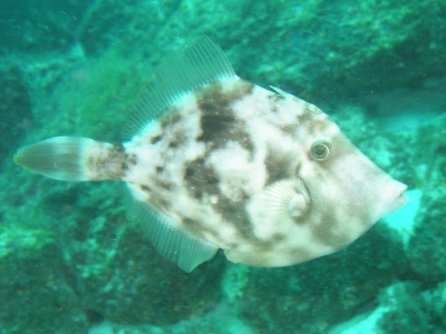 FileFish