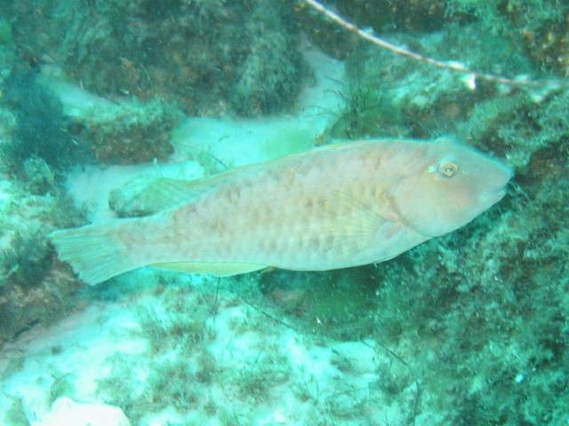 ParrotFish