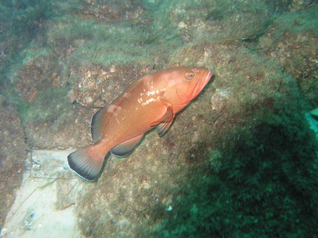 RedGrouper