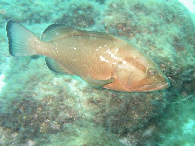 RedGrouper2