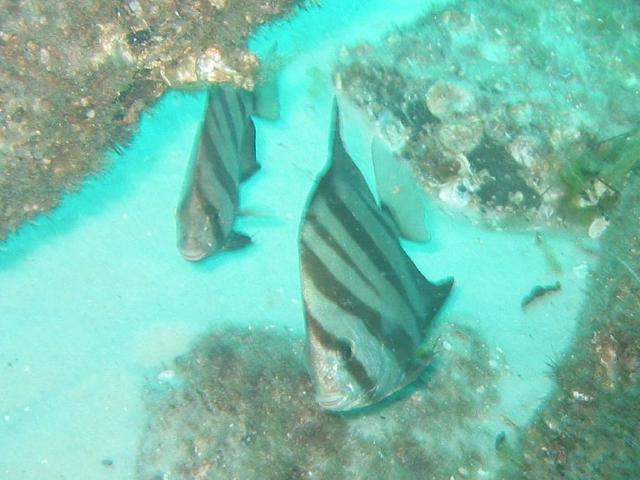 SpadeFish